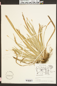 Carex laxiculmis image