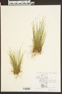 Carex leavenworthii image