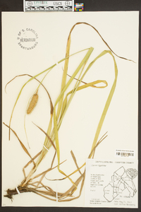 Carex typhina image