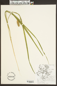 Carex typhina image