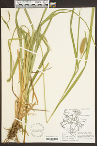 Carex typhina image