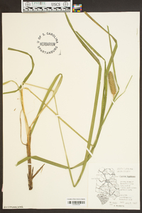 Carex typhina image