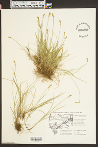 Carex retroflexa image