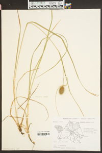 Carex squarrosa image