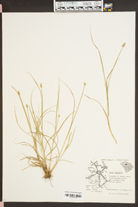 Carex normalis image