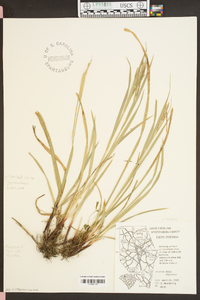 Carex oxylepis image