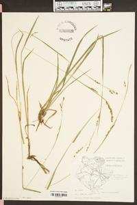 Carex oxylepis image