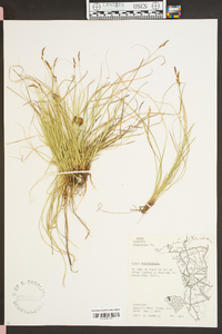 Carex physorhyncha image