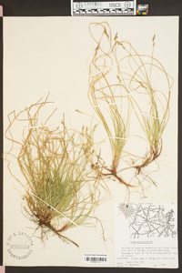 Carex physorhyncha image