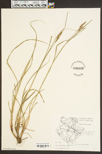 Carex virescens image