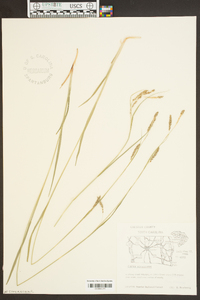 Carex virescens image