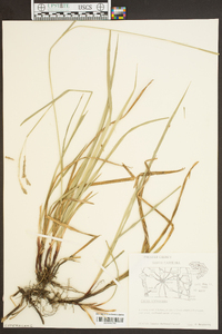 Carex virescens image