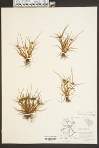 Cyperus squarrosus image