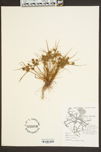 Cyperus squarrosus image