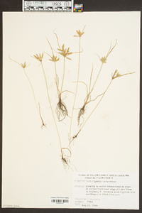 Cyperus compressus image