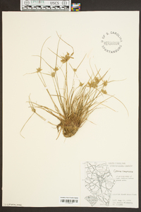 Cyperus compressus image