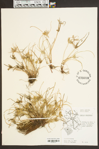 Cyperus compressus image