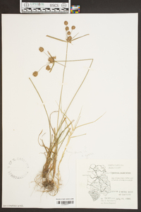 Cyperus echinatus image