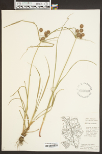 Cyperus echinatus image