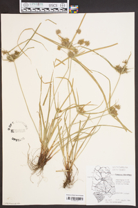 Cyperus filiculmis image