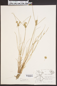 Cyperus flavescens image