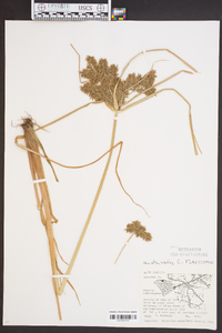 Cyperus flavicomus image