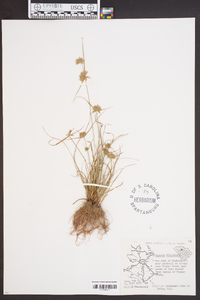 Cyperus filiculmis image