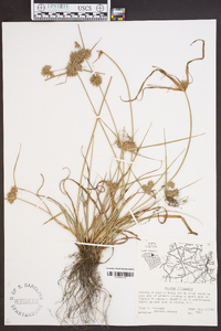 Cyperus filiculmis image