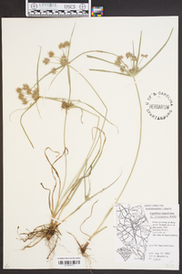 Cyperus filiculmis image