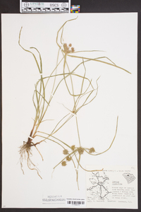Cyperus filiculmis image