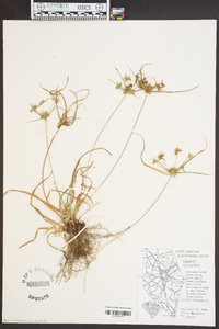 Cyperus filiculmis image