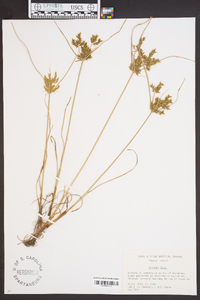 Cyperus iria image