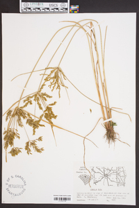 Cyperus iria image