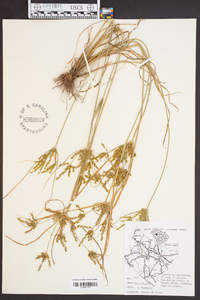 Cyperus iria image