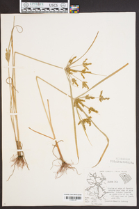 Cyperus iria image