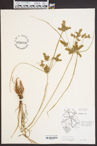 Cyperus iria image