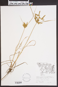 Cyperus iria image