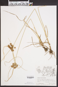 Cyperus pseudovegetus image