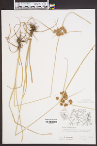 Cyperus pseudovegetus image