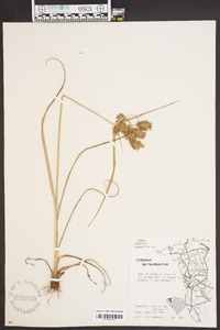 Cyperus retrorsus image