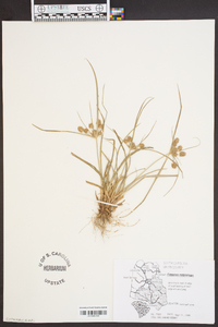 Cyperus retrorsus image