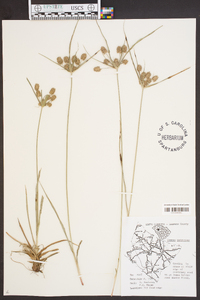 Cyperus retrorsus image