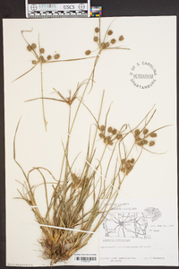 Cyperus retrorsus image