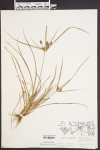 Cyperus retrorsus image