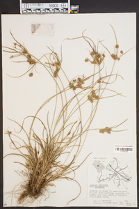 Cyperus retrorsus image