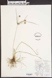 Cyperus retrorsus image