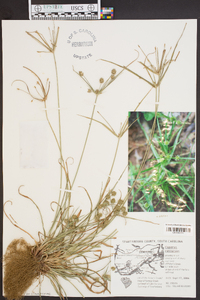 Cyperus retrorsus image