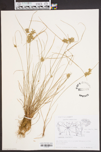 Cyperus bipartitus image