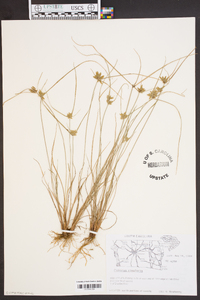 Cyperus bipartitus image