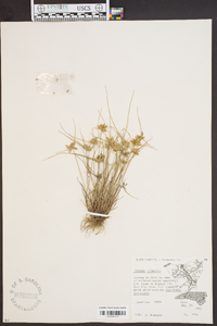 Cyperus bipartitus image